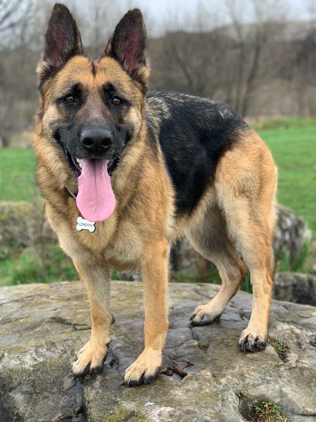 London the German Shepherd, inspiration behind London's Choice.