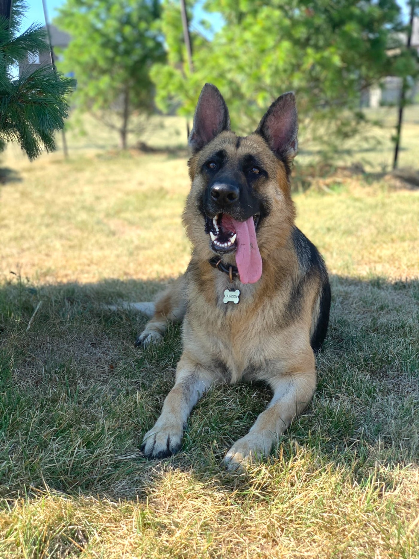 London the German Shepherd, inspiration behind London's Choice